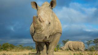 Biologists Warn That Half of All Species Could Be Extinct by the End of the Century