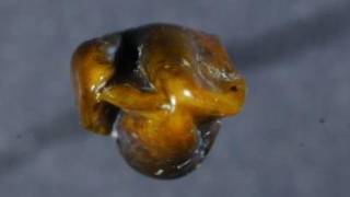 Discovery of 9.7m-Year-Old Teeth in Germany Could Rewrite Human History